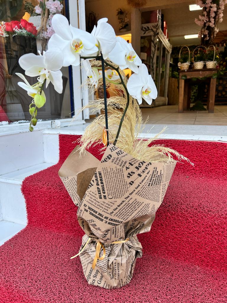 orkide-orkide-tek